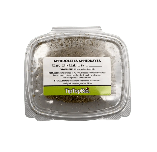 Aphidoletes aphidimyza (Live Nymphs)
