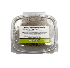 Aphidoletes aphidimyza (Live Nymphs)