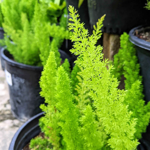 Asparagus Meyeri 'Foxtail Fern' Seeds