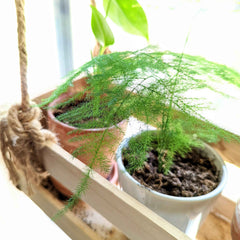 Asparagus Plumosus Nana 'Lace Fern'