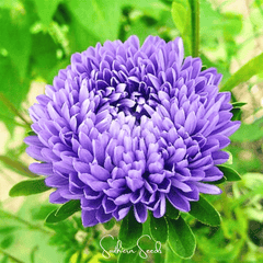 Lavender Gremlin Aster – 50 Seeds