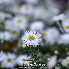 Heath White Aster – 50 Seeds