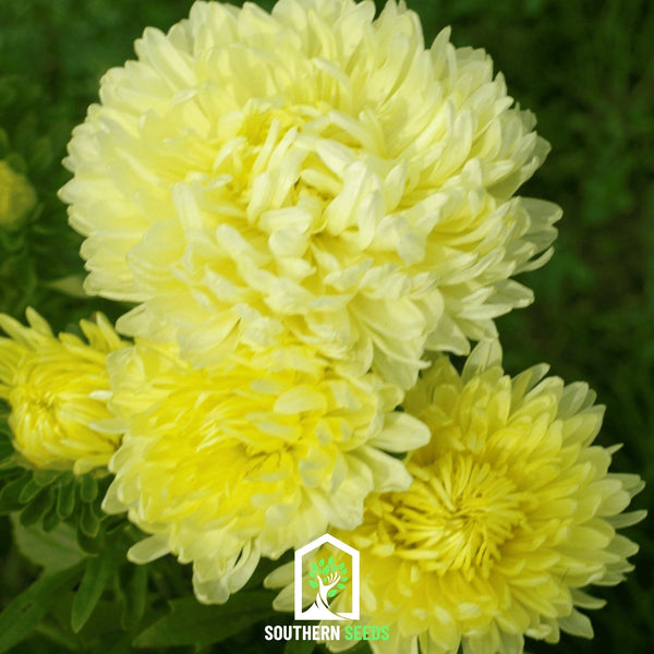 Yellow Paeony Duchess Aster – 50 Seeds