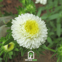 White Pompon Aster – 50 Seeds