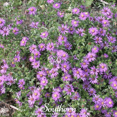 Silky Aster – 25 Seeds