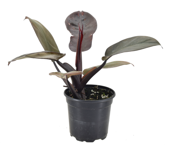 Philodendron Black Cardinal 4 inch Grower Pot