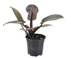 Philodendron Black Cardinal 4 inch Grower Pot