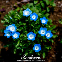Baby Blue Eyes – 200 Seeds