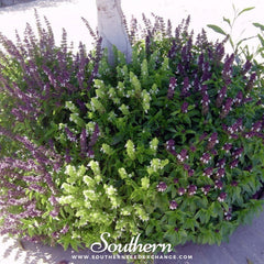 Cinnamon Basil – 250 Seeds