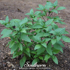 Licorice Basil – 250 Seeds
