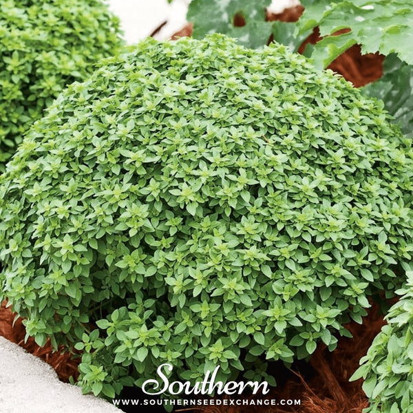 Piccolino Basil – 20 Seeds
