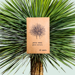 Yucca Rostrata 'Beaked Yucca' Seeds