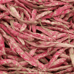 Bean, French Horticulture (Bush) – 30 Seeds
