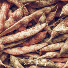 Vermont Cranberry Bean (Bush) – 20 Seeds