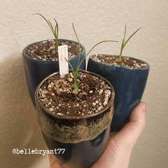 Beaucarnea Recurvata 'Ponytail Palm' Seeds