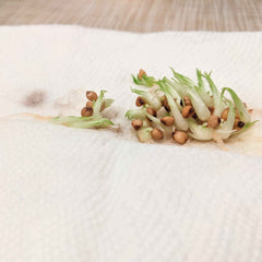 Beaucarnea Recurvata 'Ponytail Palm' Seeds