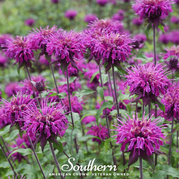 Purple Bee Balm – 50 Seeds