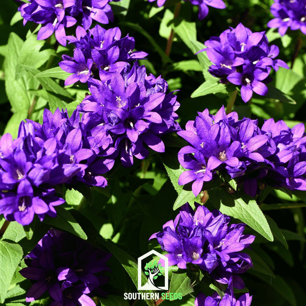 Superba Bellflower – 50 Seeds