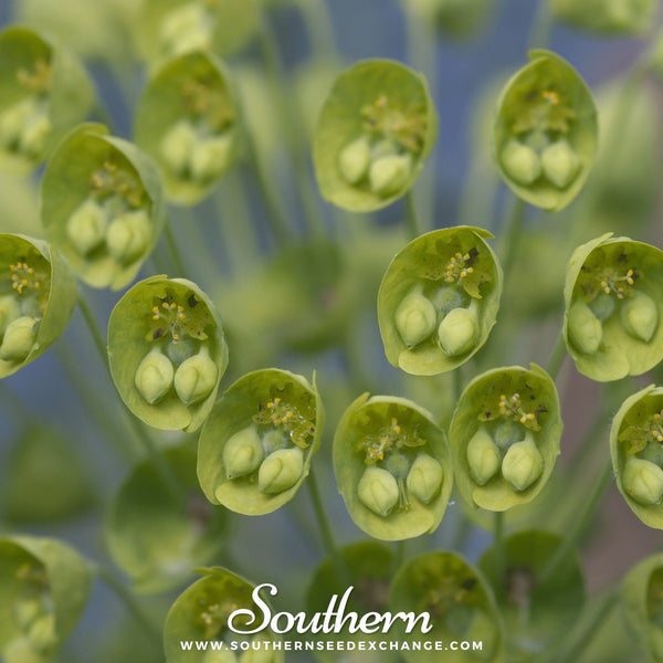 Bells of Ireland – 100 Seeds