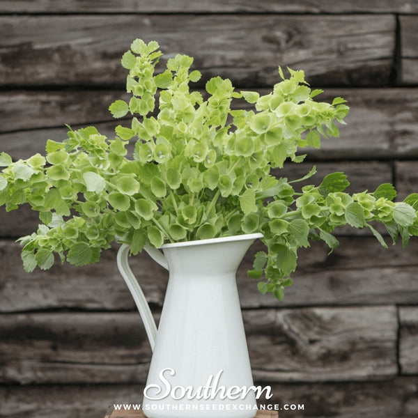 Bells of Ireland – 100 Seeds