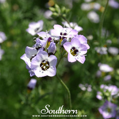Bird's Eye – 100 Seeds