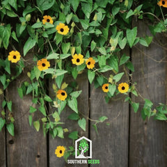 Black Eyed Susan Vine Mix – 50 Seeds