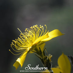 Yellow Blazing Star – 50 Seeds