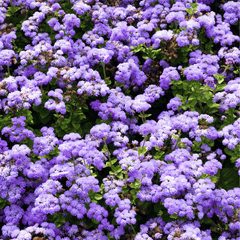 Blue Mink Dwarf Ageratum – 100 Seeds