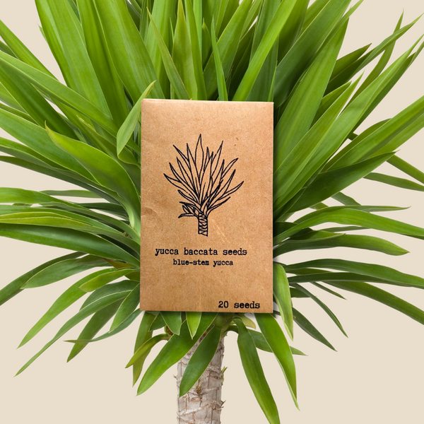 Yucca Baccata 'Blue Stem Yucca' Seeds