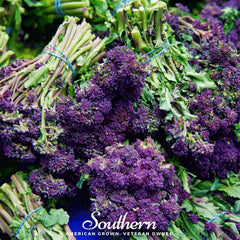 Purple Sprouting Broccoli – 100 Seeds