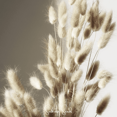 Bunny Tails – 50 Seeds