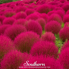 Burning Bush – 100 Seeds