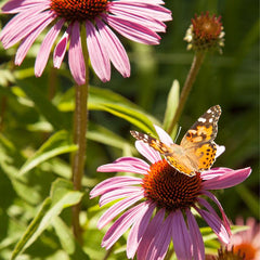 Butterfly Garden Wildflower Mix (1/4 lb)