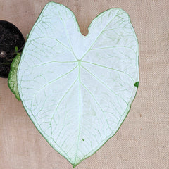 Caladium Mix Bulbs