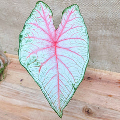Caladium Mix Bulbs