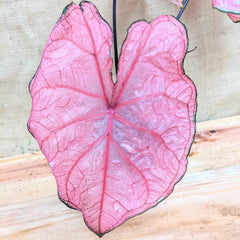 Caladium Mix Bulbs