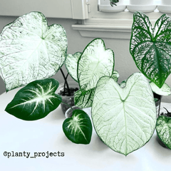 Caladium Mix Bulbs