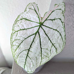 Caladium Mix Bulbs