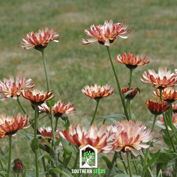 Sunset Buff Calendula – 50 Seeds