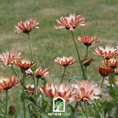 Sunset Buff Calendula – 50 Seeds