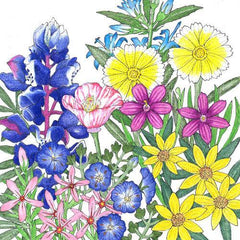 California Low-Growing Native Wildflower Mix (1/4 lb)