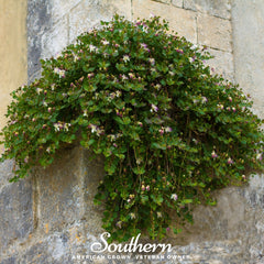 Caper Bush – 10 Seeds