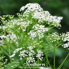 Caraway – 150 Seeds