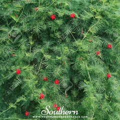 Cardinal Climber – 30 Seeds