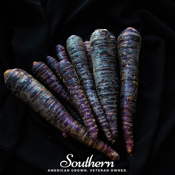 Cosmic Purple Carrot – 250 Seeds