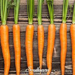 Imperator 58 Carrot – 250 Seeds