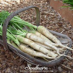 Lunar White Carrot – 250 Seeds