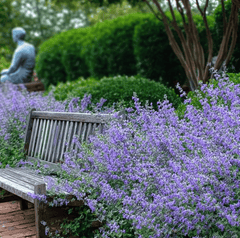 Catmint – 100 Seeds