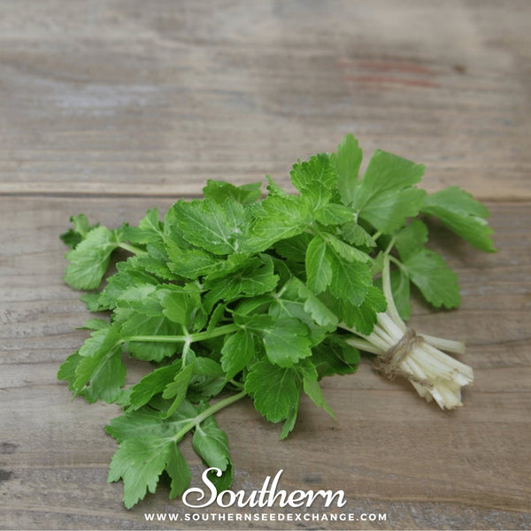 Cutting Celery – 200 Seeds