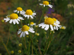 Chamomile Seeds